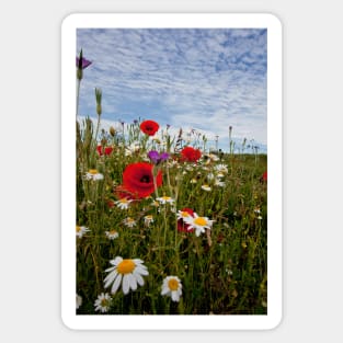 English Wild Flowers Sticker